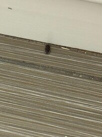 Bathroom bug