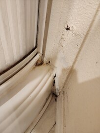 Other Side of shower
Black Mold