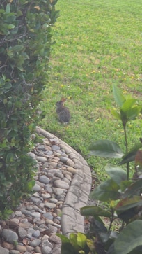 A little bunny