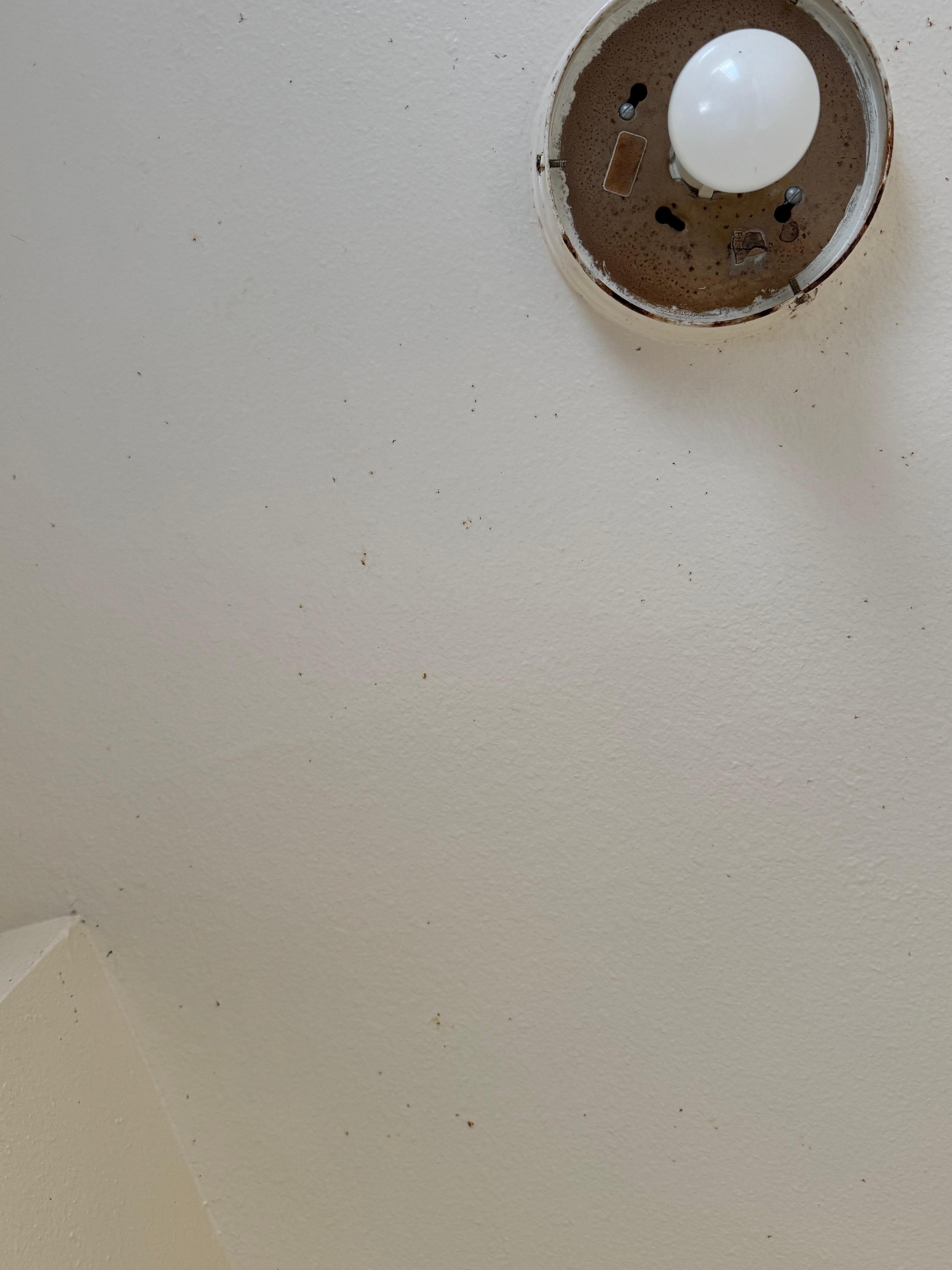Stains on ceiling 