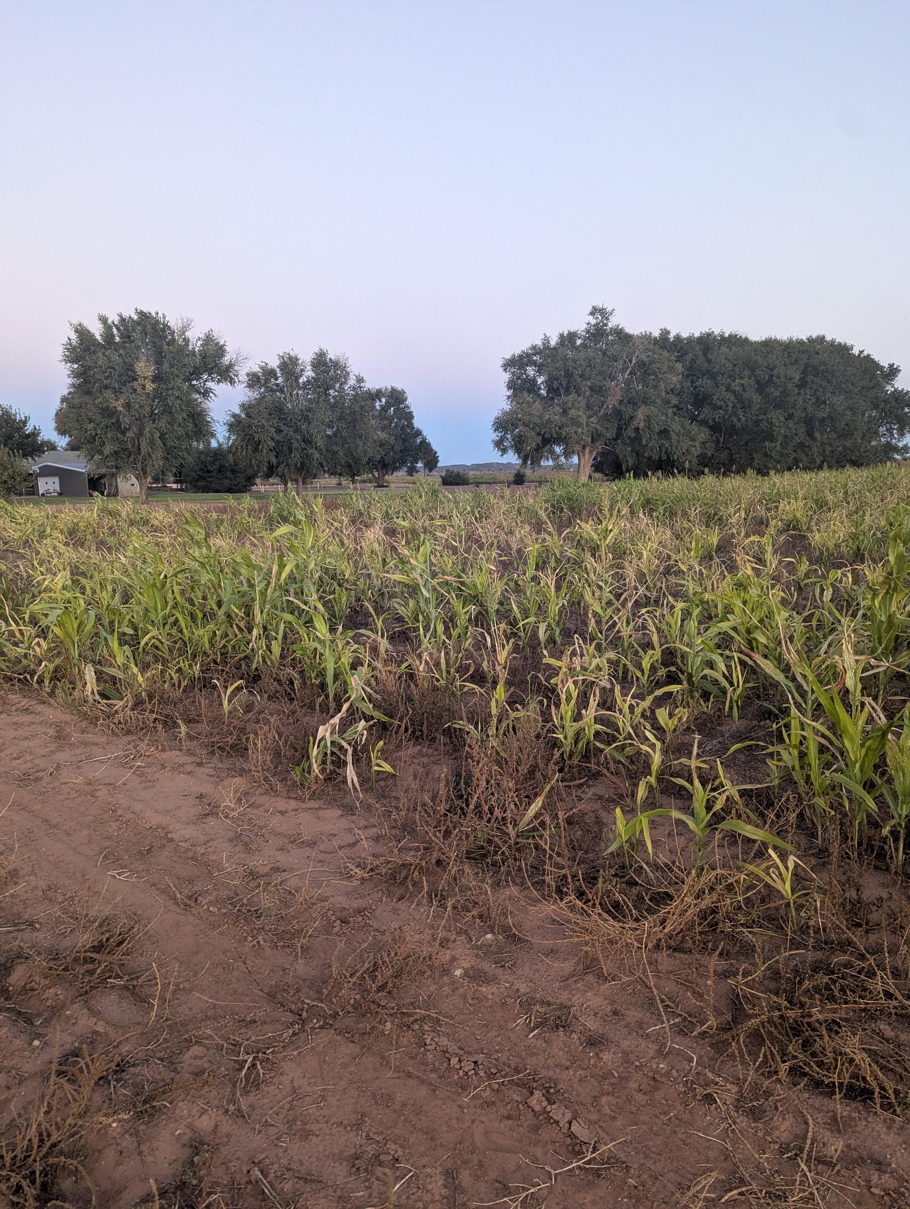 A field of maize right by the cabin