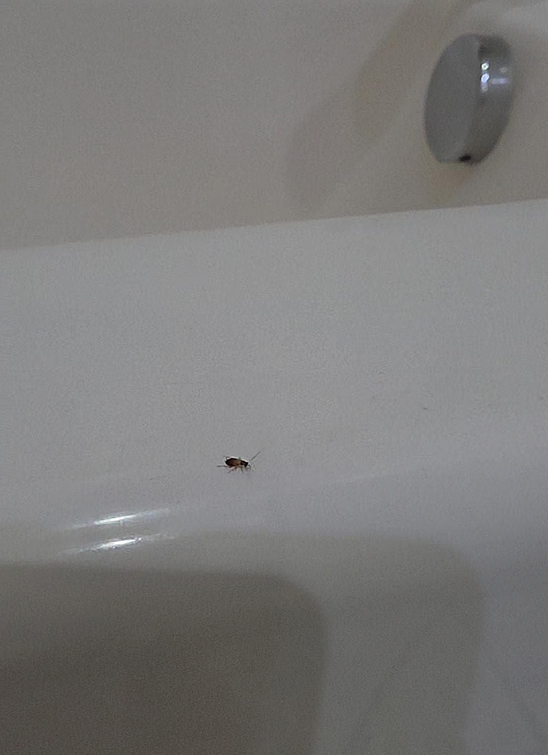 Roaches in the bathtub. There was no getting clean in this tub!