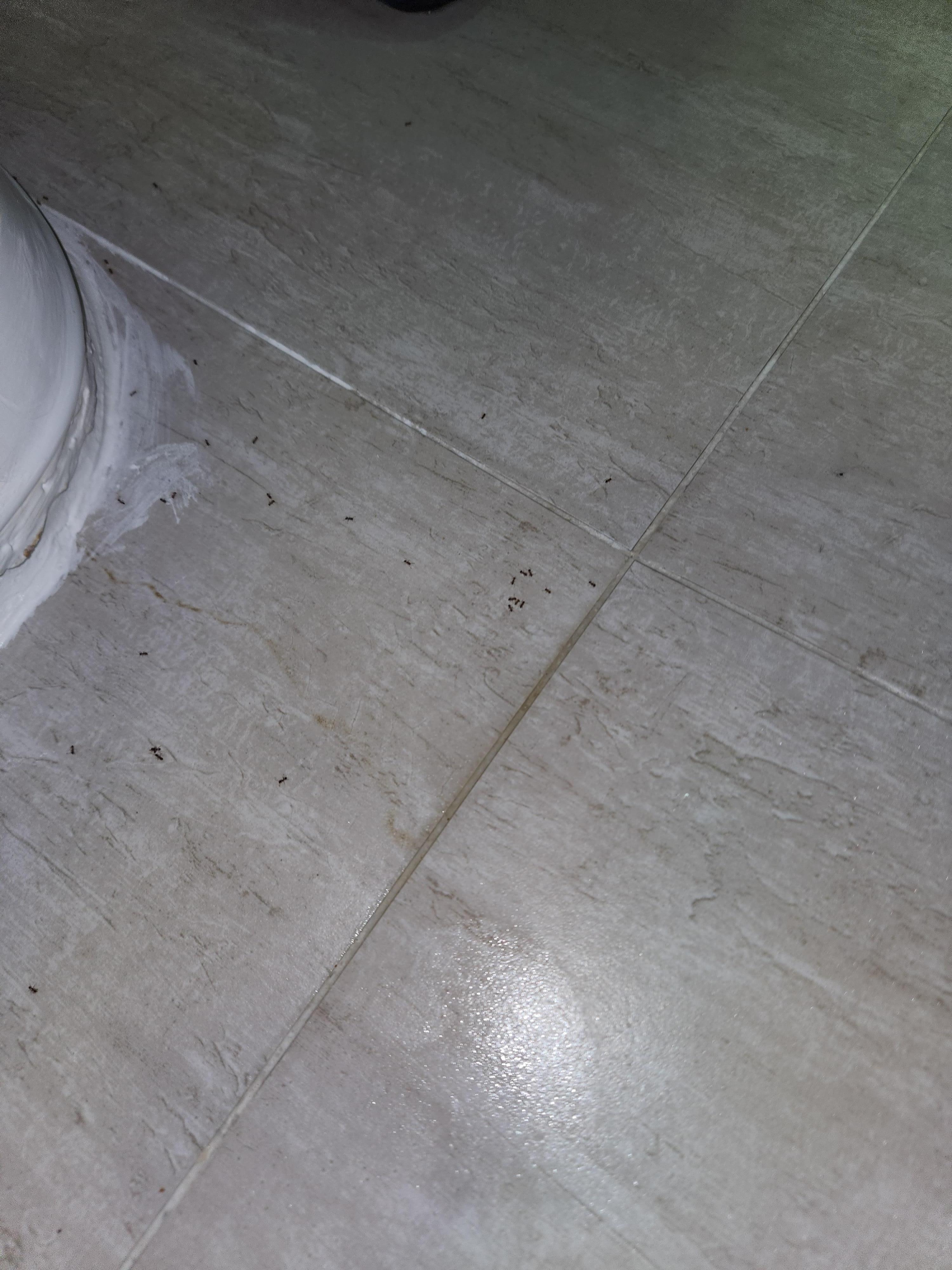 Bugs on the washroom floor