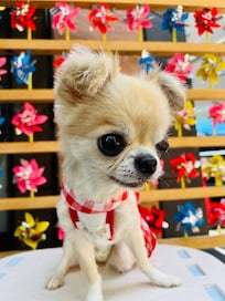 夏祭りのディスプレイがしていて、都内でも観光気分になれました