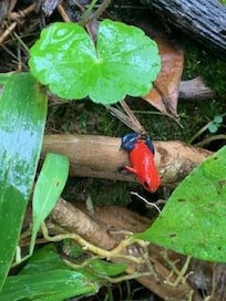 Frog encounter during Sloth tour.