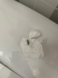 One of the bugs in the room