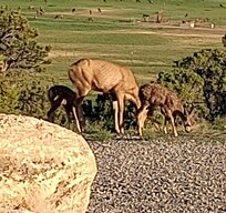 Our evening visitors