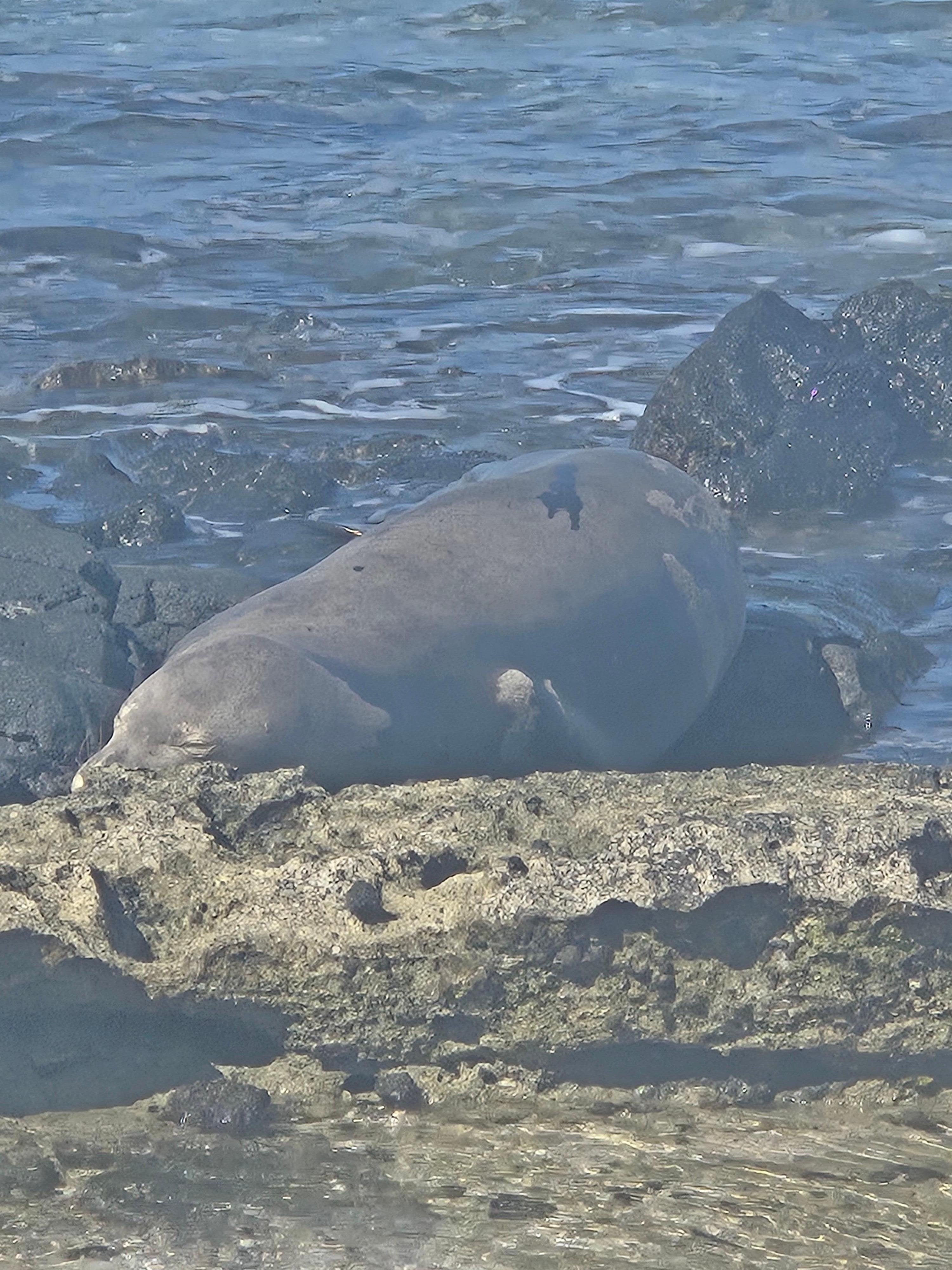 Very lucky to see a monk seal