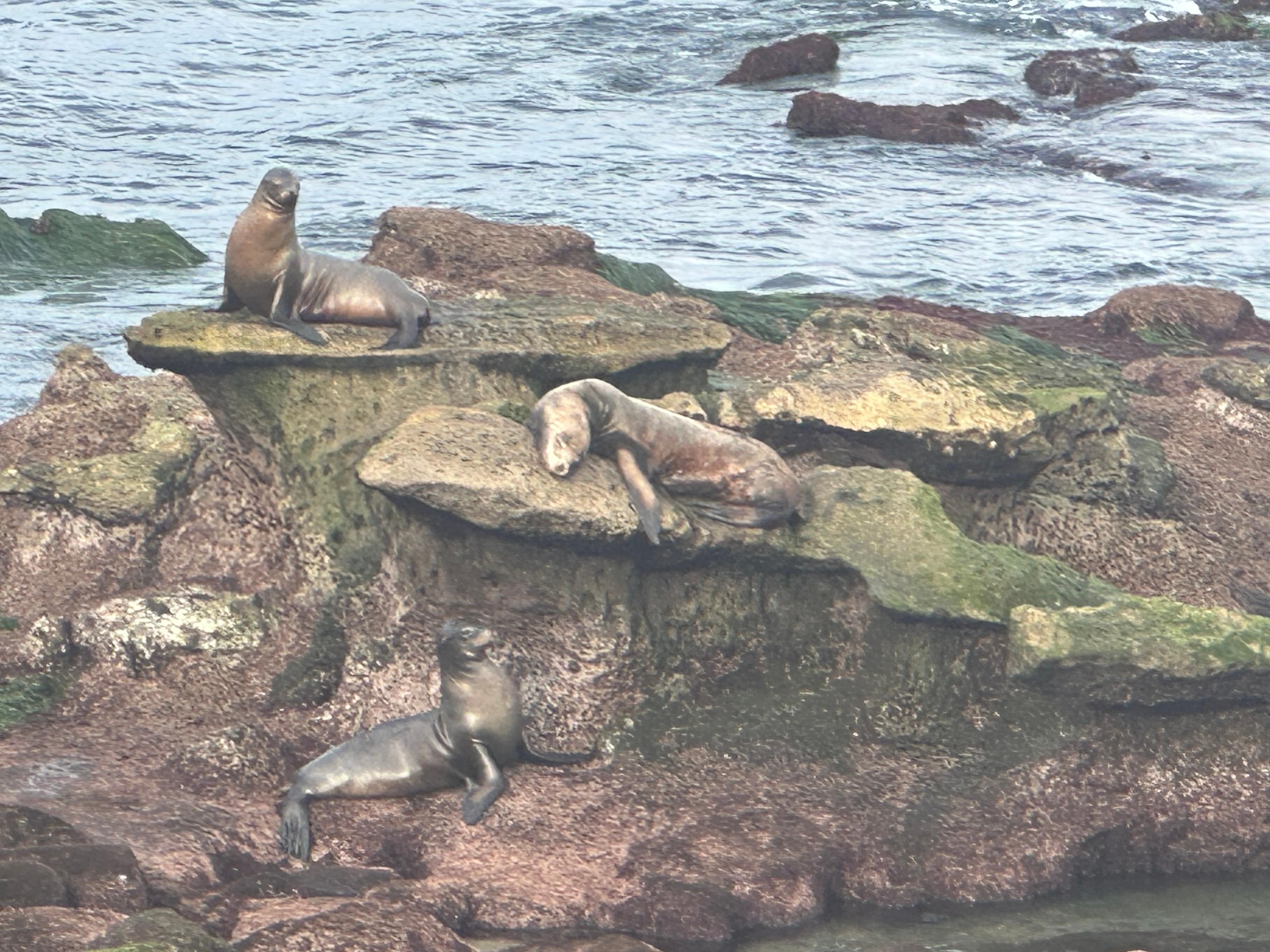 Love watching the seals 