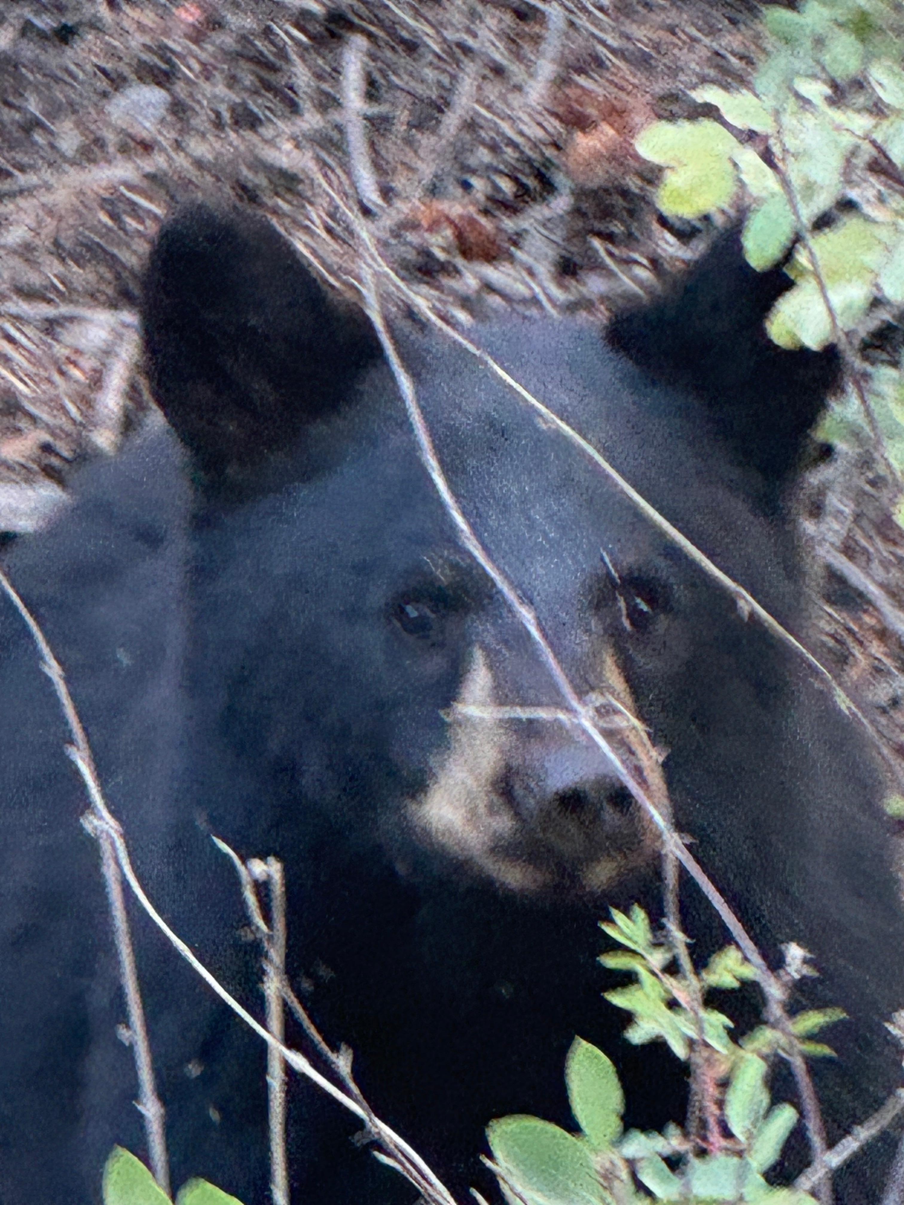 This was taken about 1/10 of a mile from the cabin