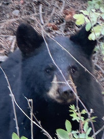 This was taken about 1/10 of a mile from the cabin