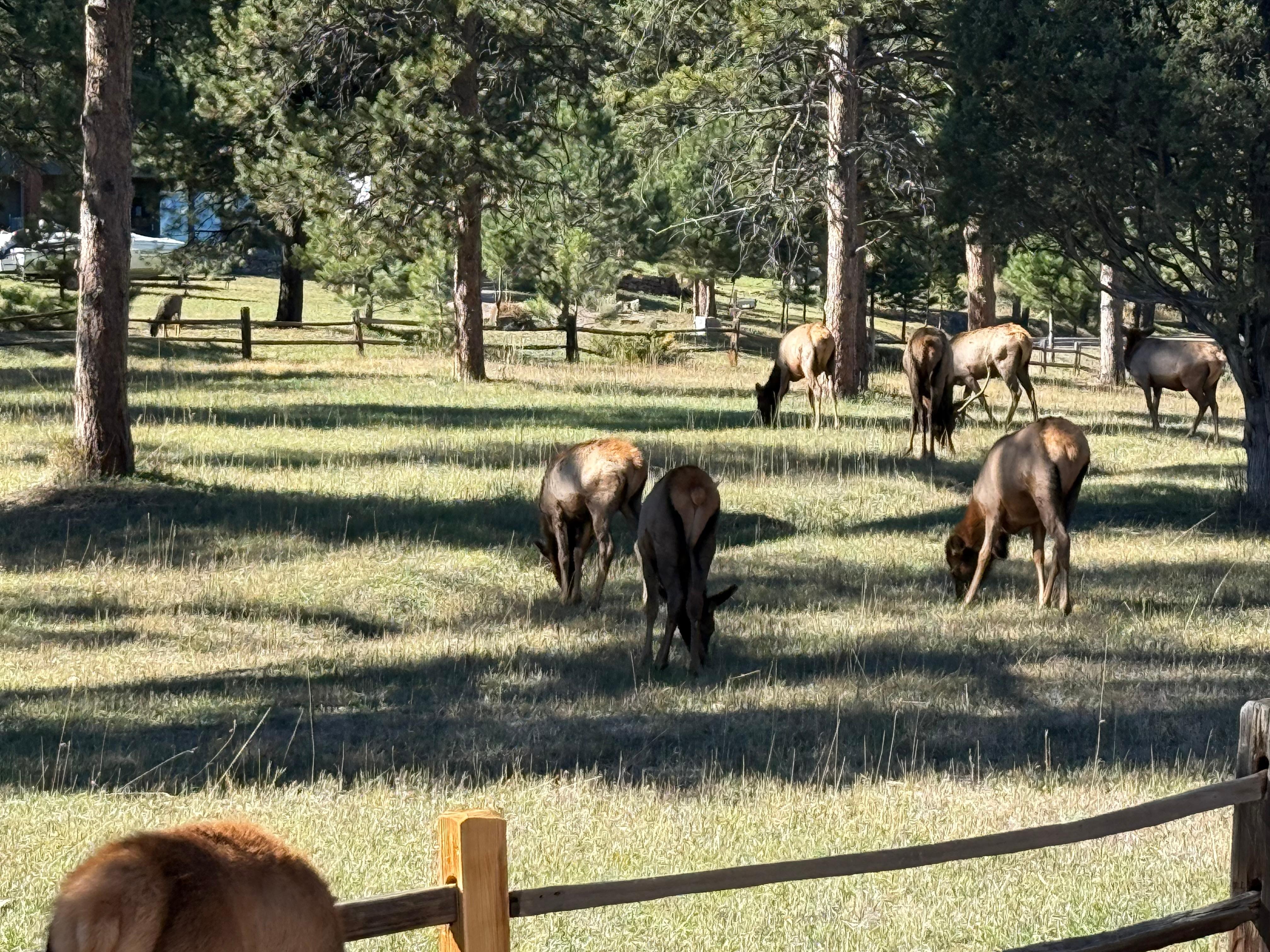 Loved seeing all of the wildlife 