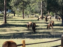 Loved seeing all of the wildlife