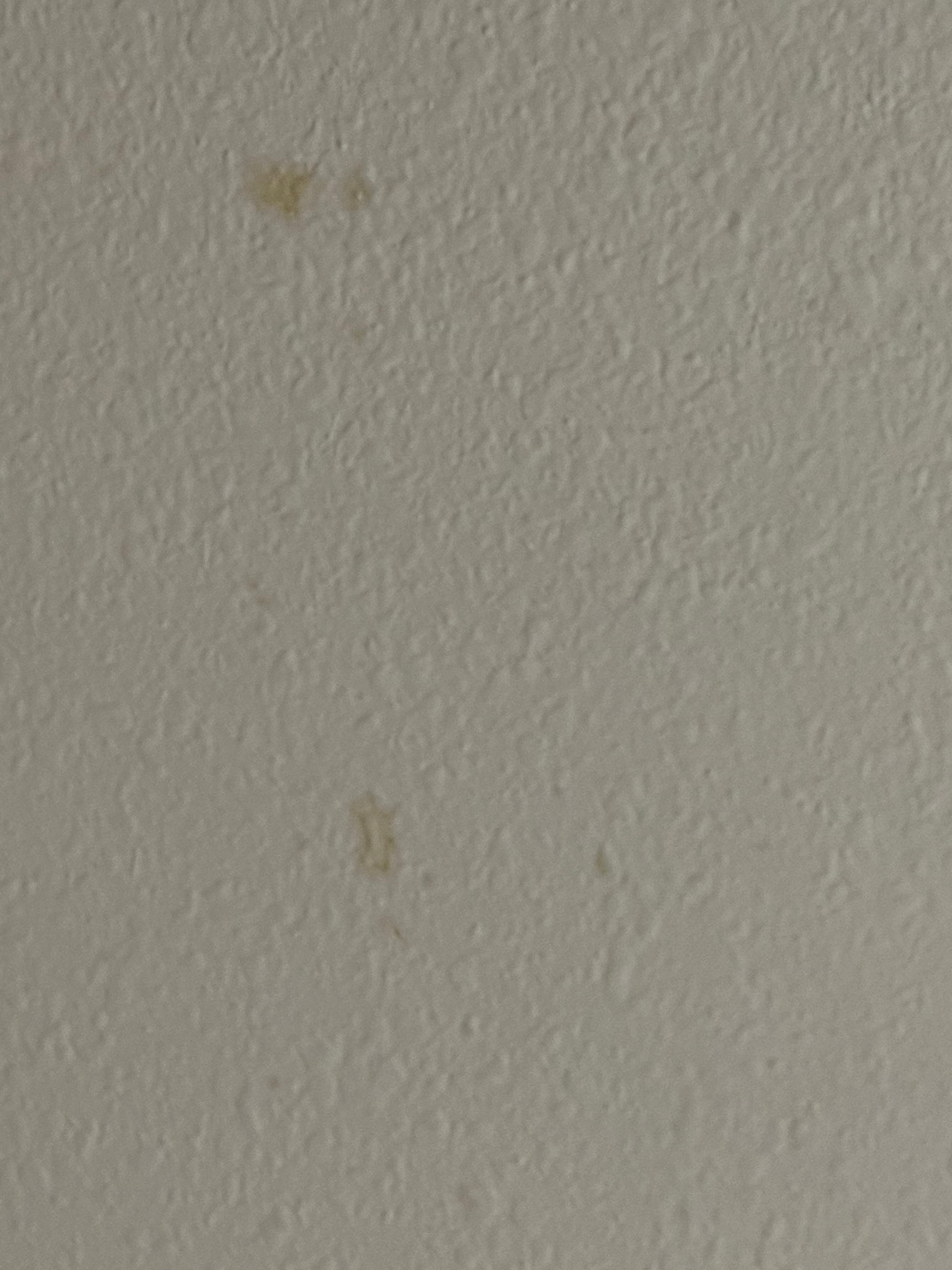 Steins on ceiling 
