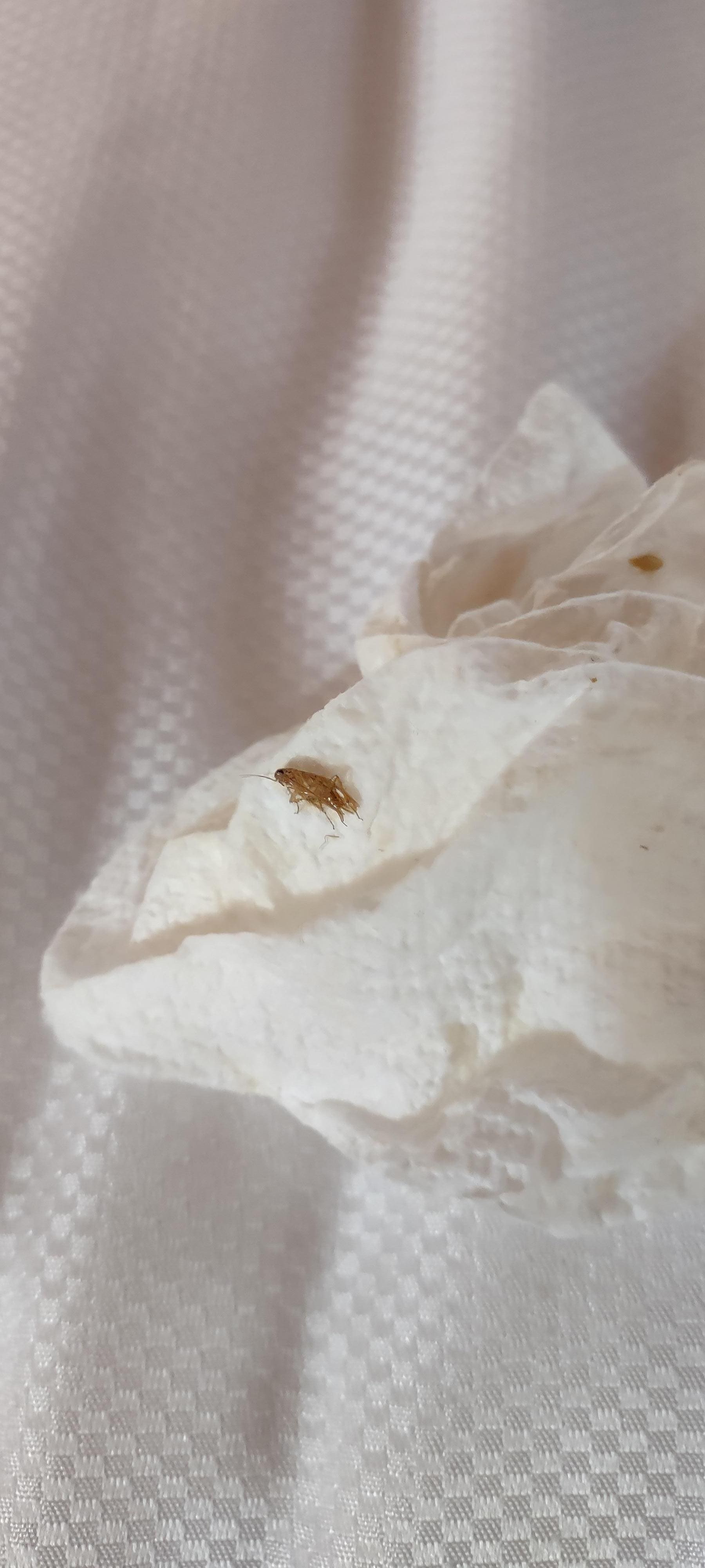 Bug in the nightstand. 
