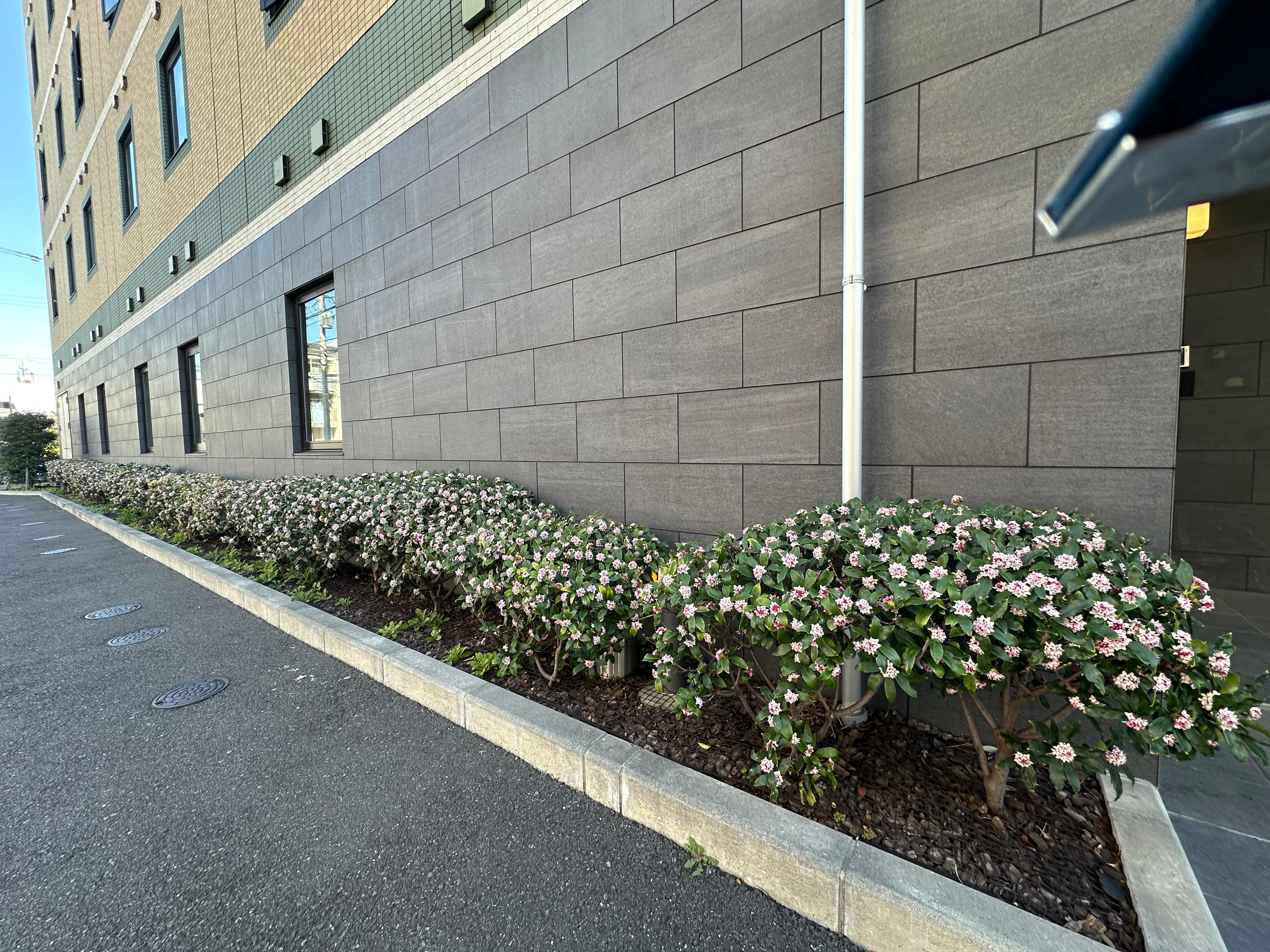 19 daphne bushes along the side of hotel - smell is amazing