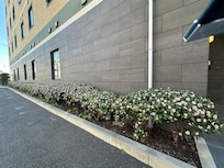 19 daphne bushes along the side of hotel - smell is amazing