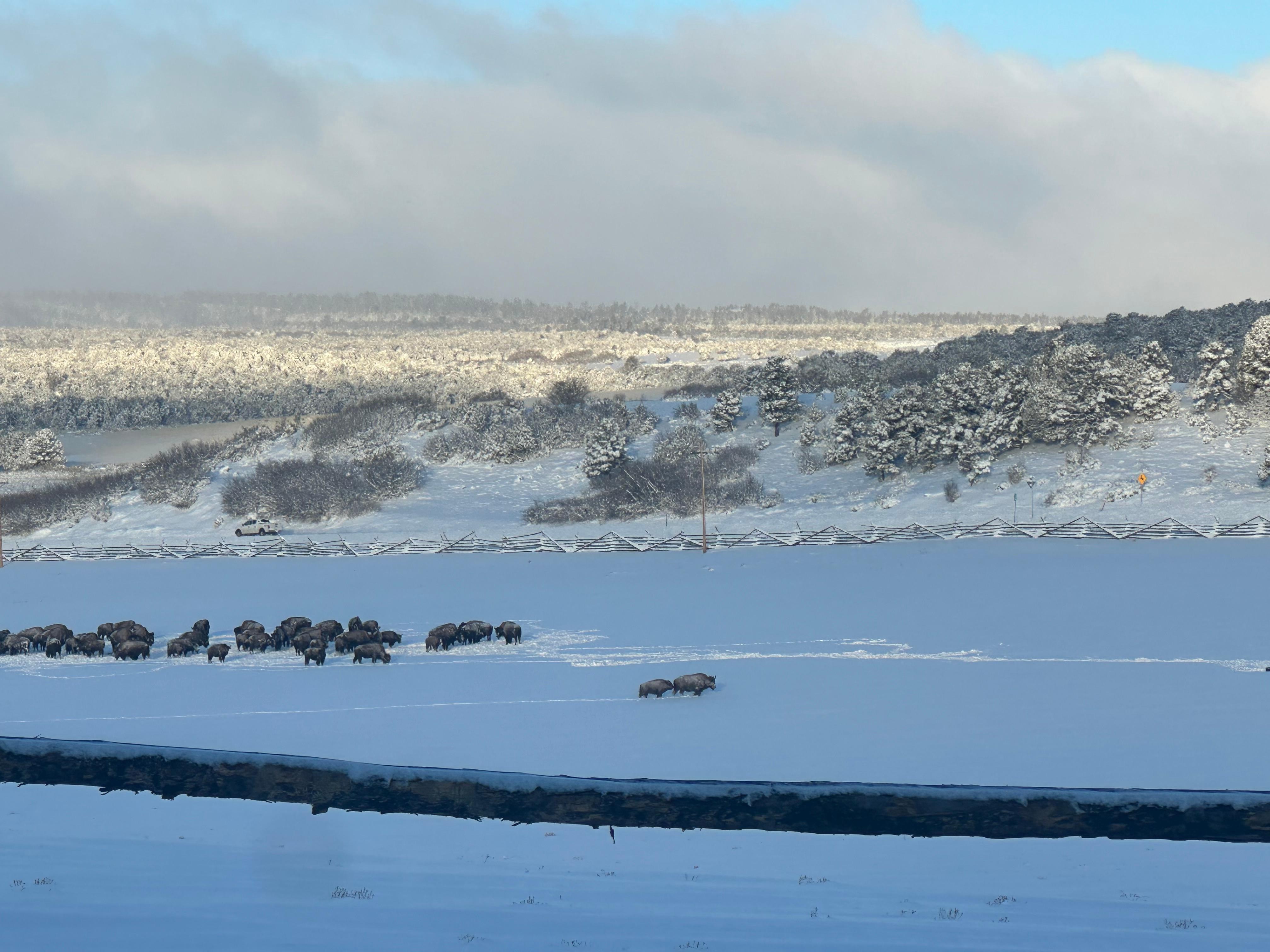 Bison in the morning
