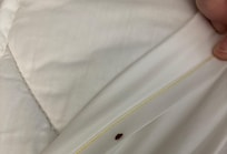 Bed bug