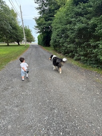 Many peaceful dog walks around the neighborhood!