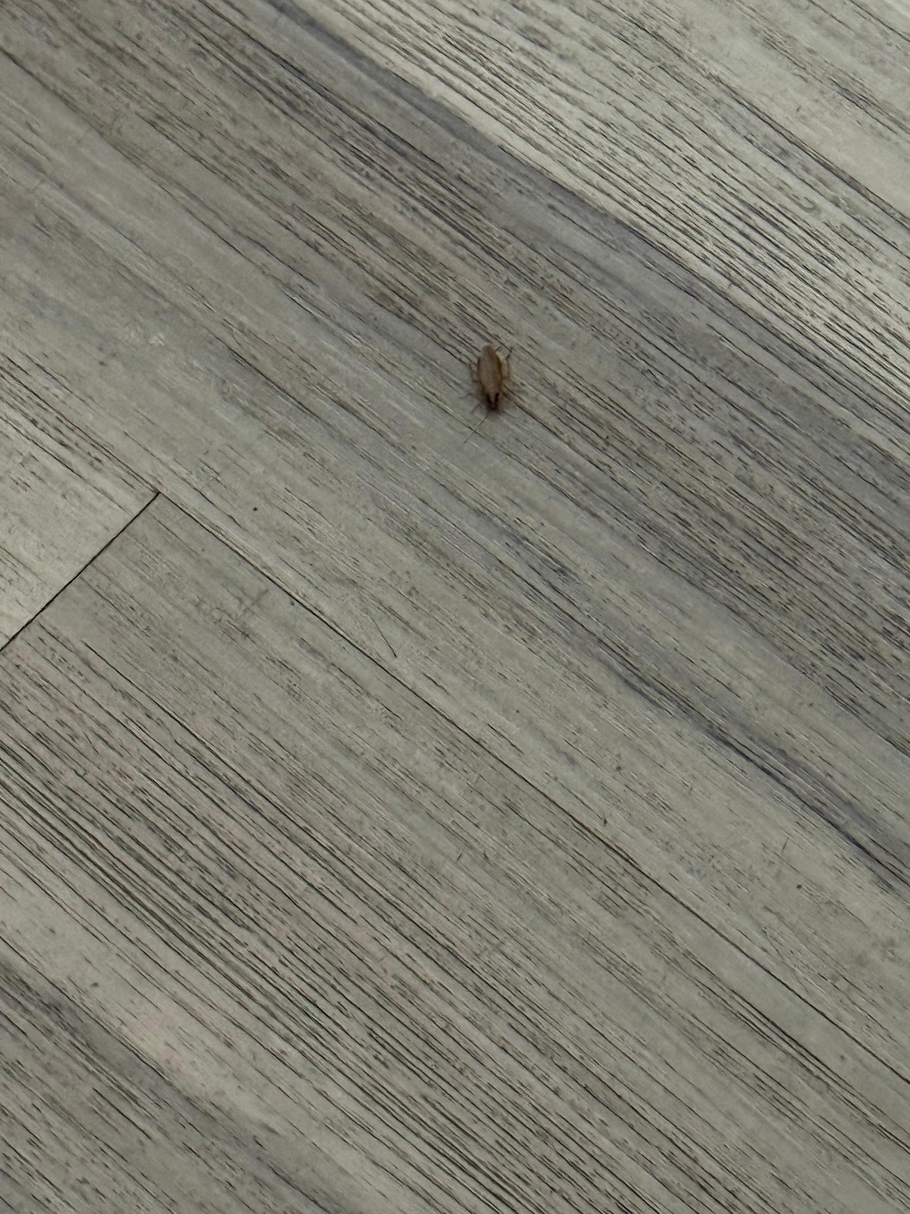 Bugs in bathroom, by bed and door. 