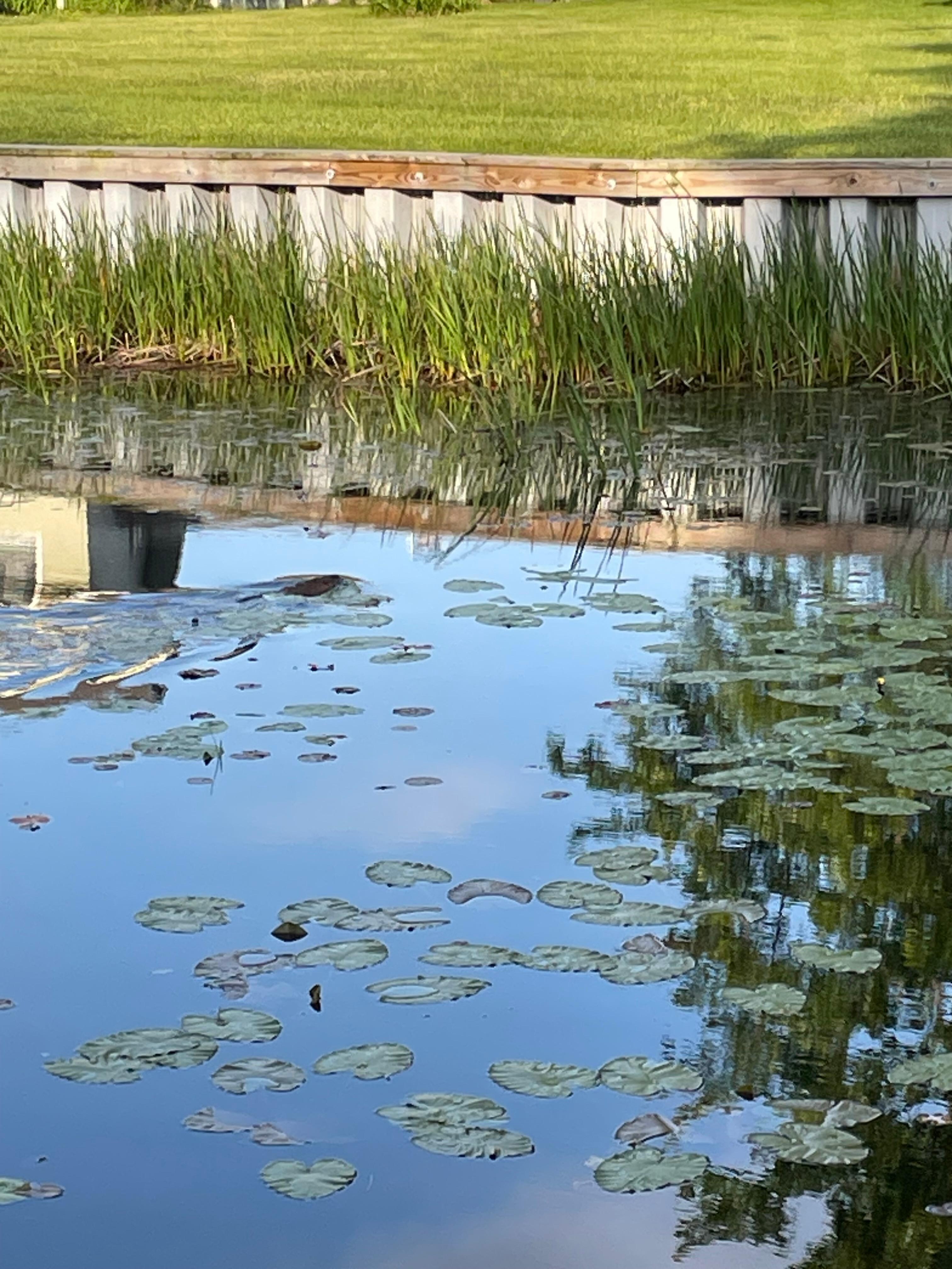 muskrat in water behind the house