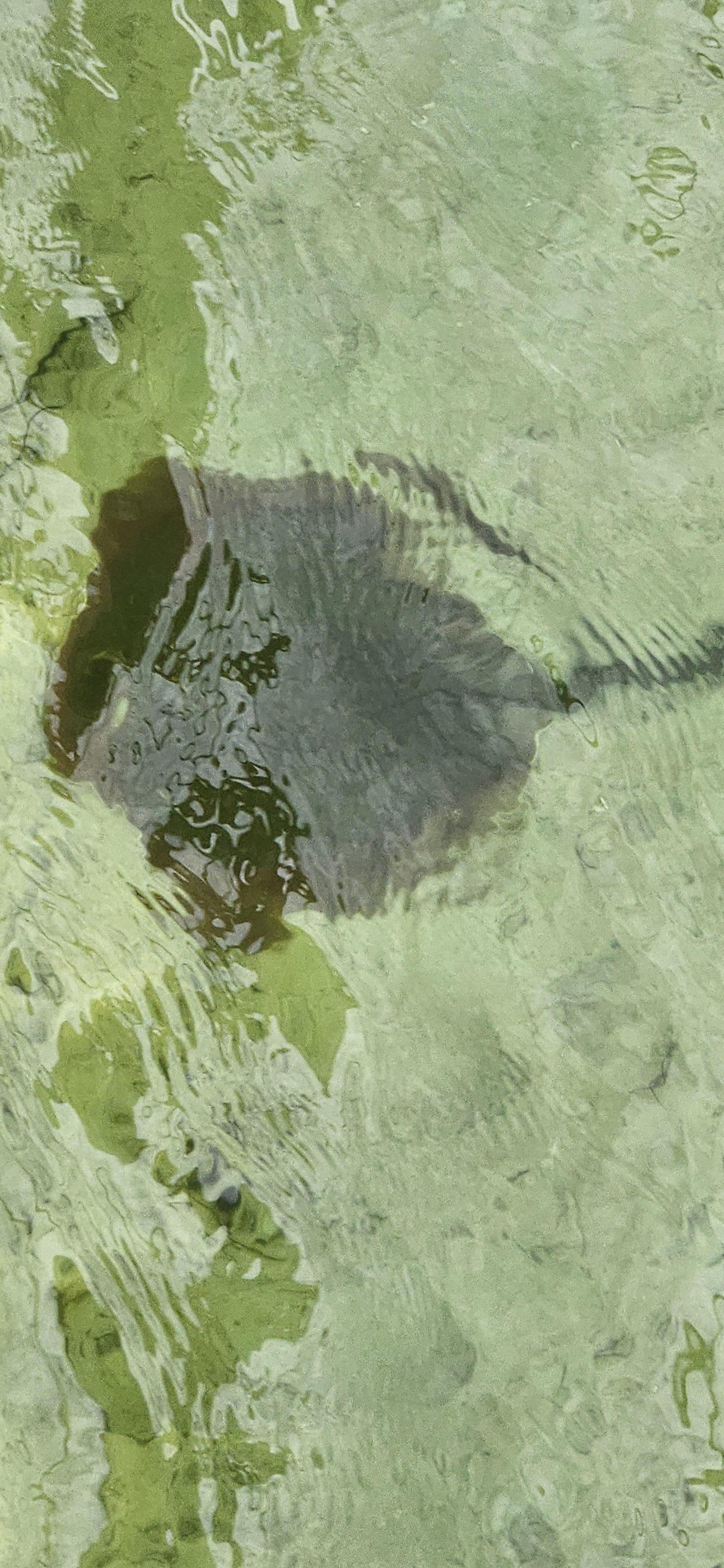 Stingray, birds, jellyfish, dolphins all off the pier.