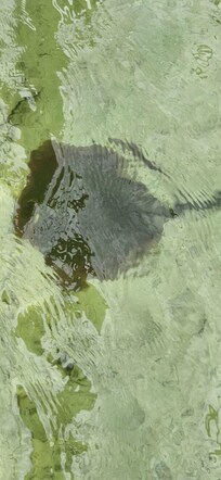 Stingray, birds, jellyfish, dolphins all off the pier.