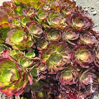 Aeoniums right outside