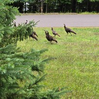 Wild turkeys