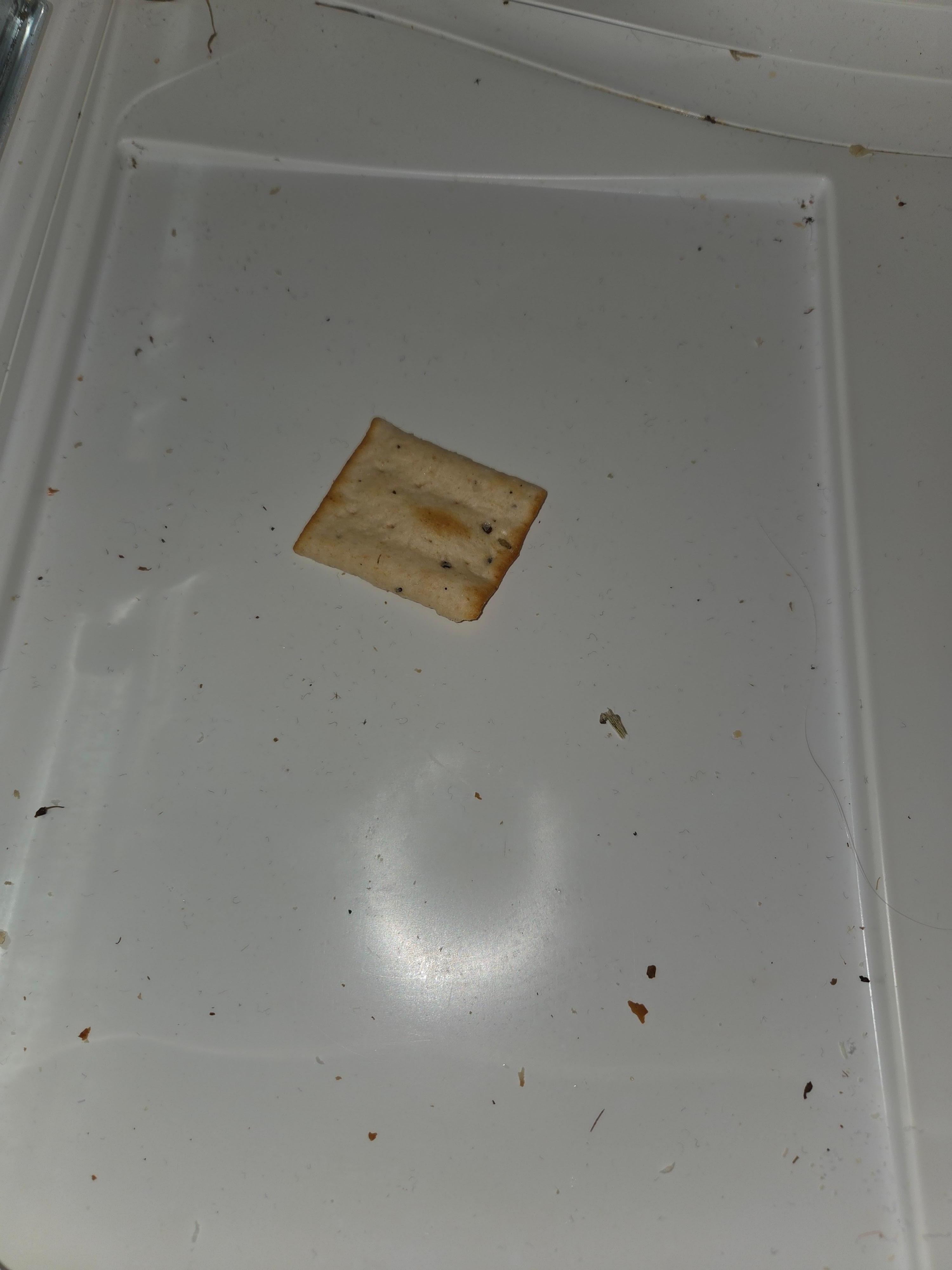 Left in the bottom of the fridge