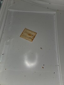 Left in the bottom of the fridge