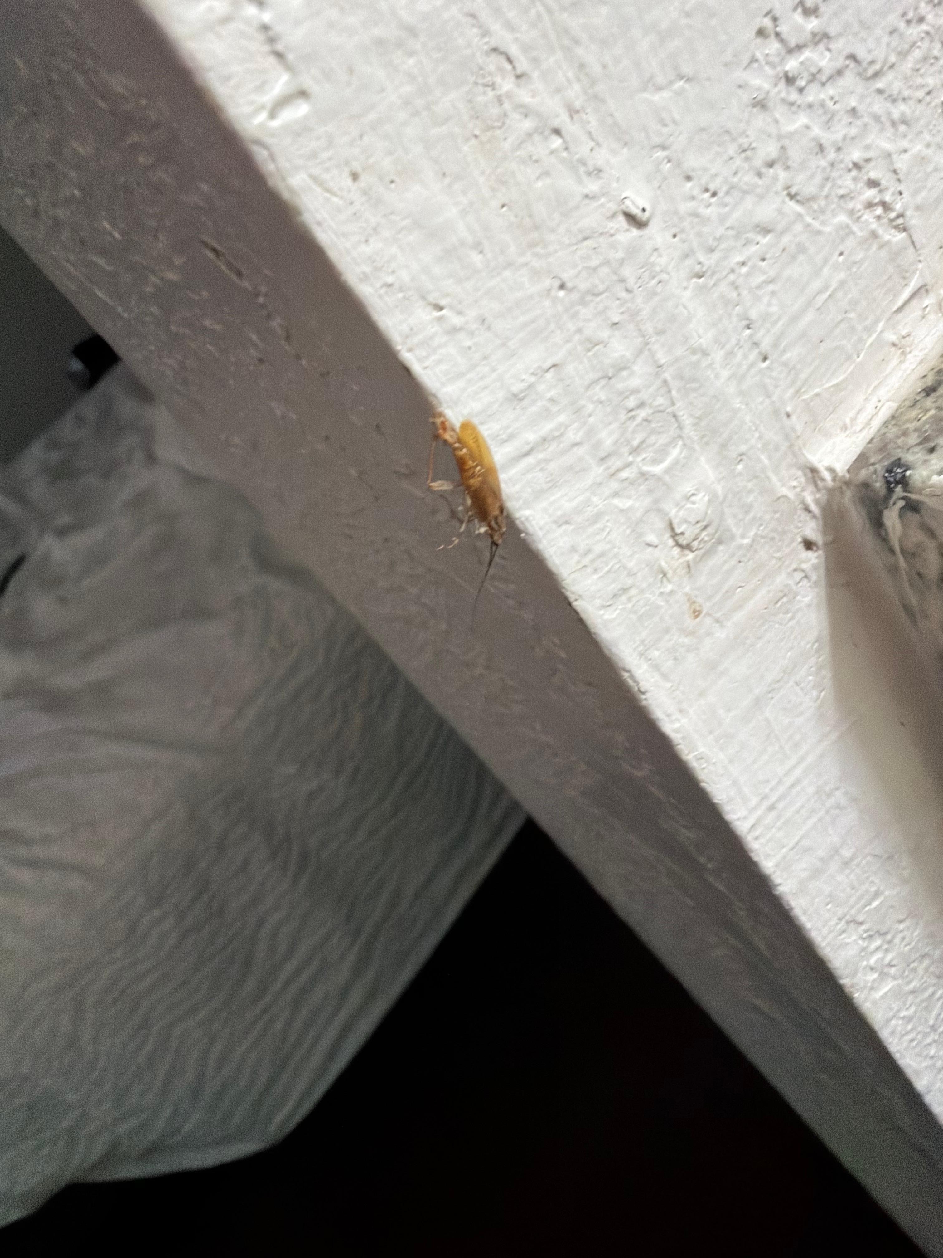 Dead roach on the wall