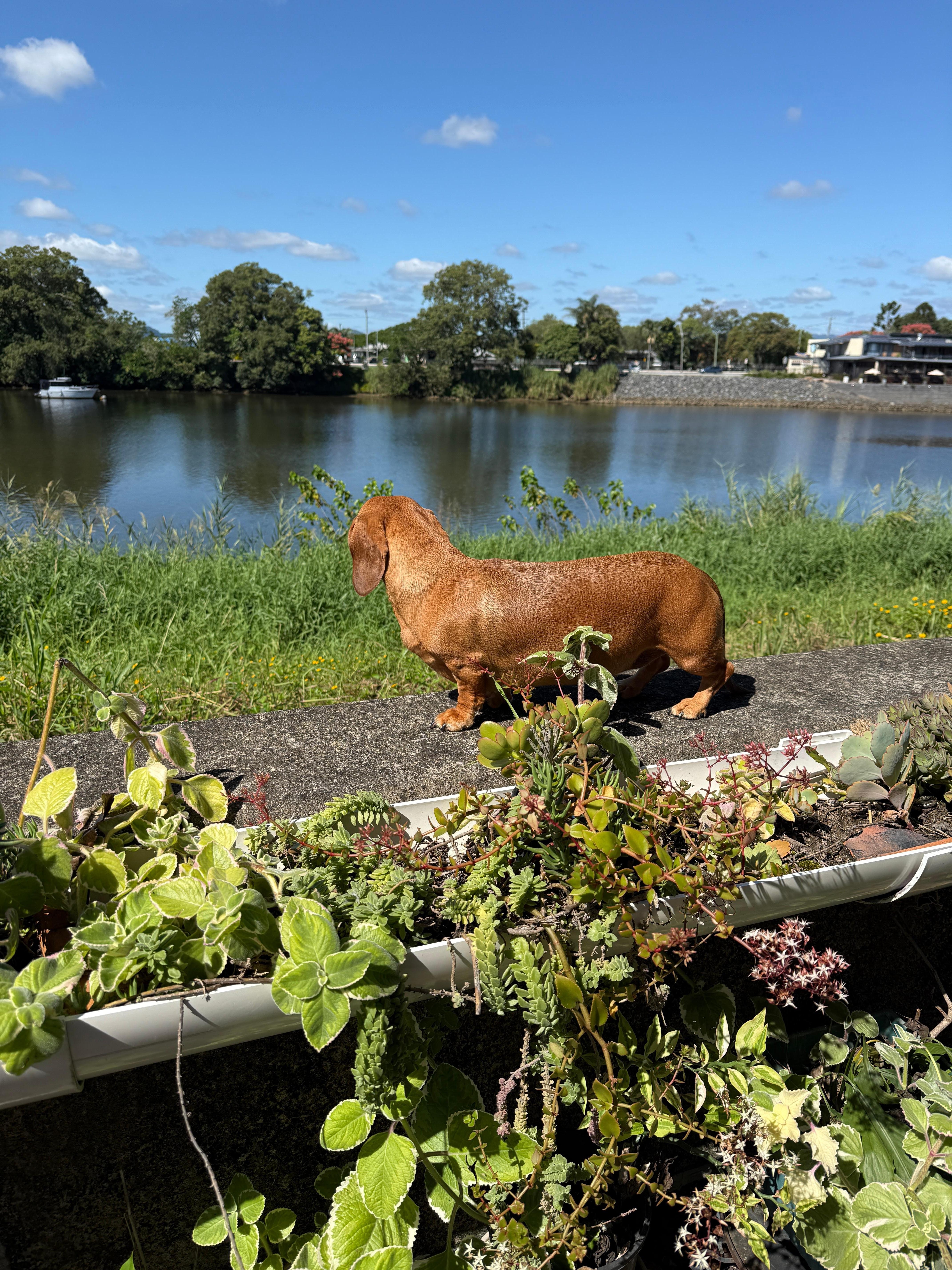 Lilly certainly enjoyed this amazing view of the Tweed River