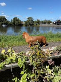 Lilly certainly enjoyed this amazing view of the Tweed River