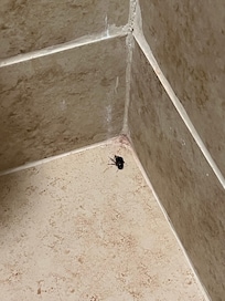 Bugs in the room