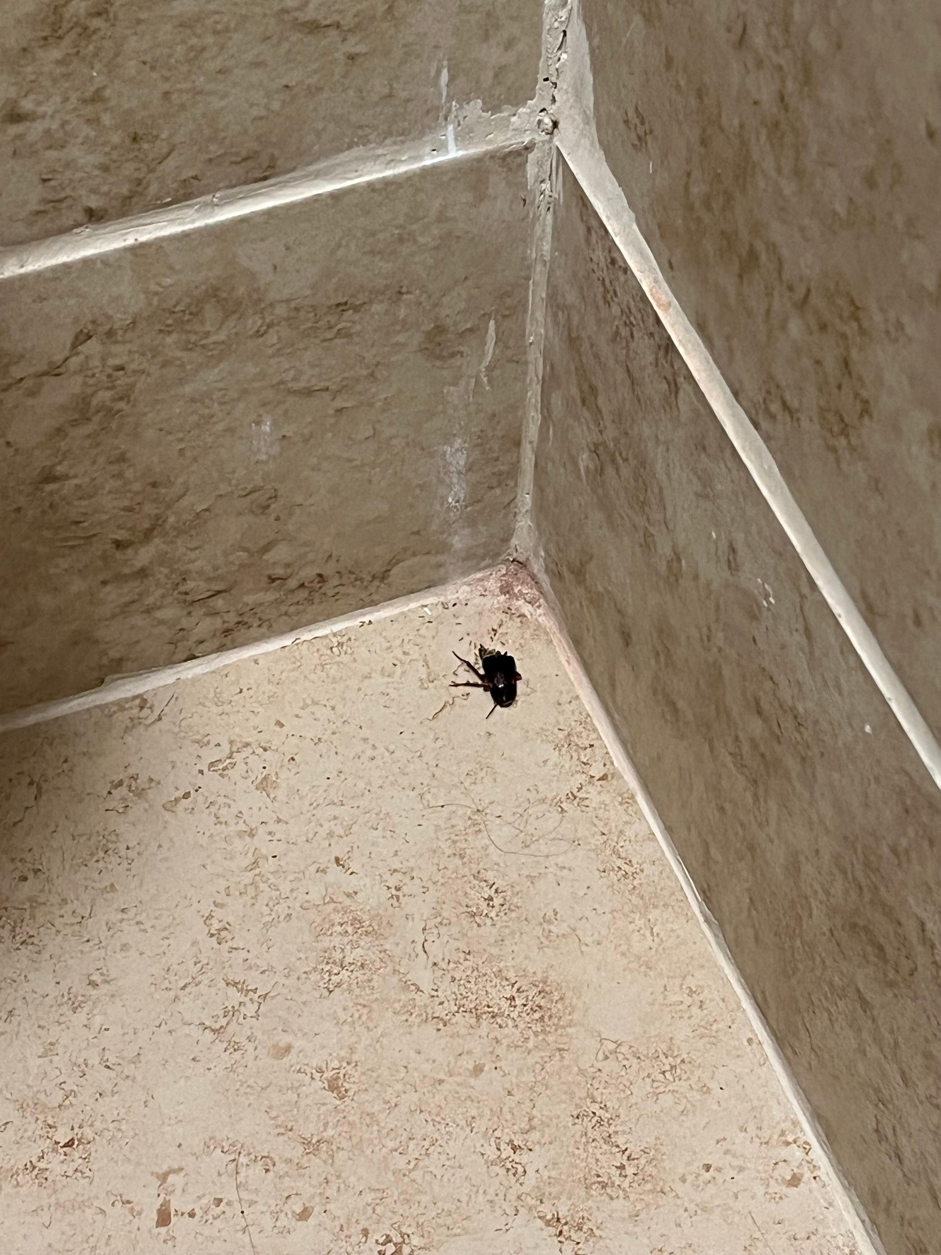 Bugs in the room
