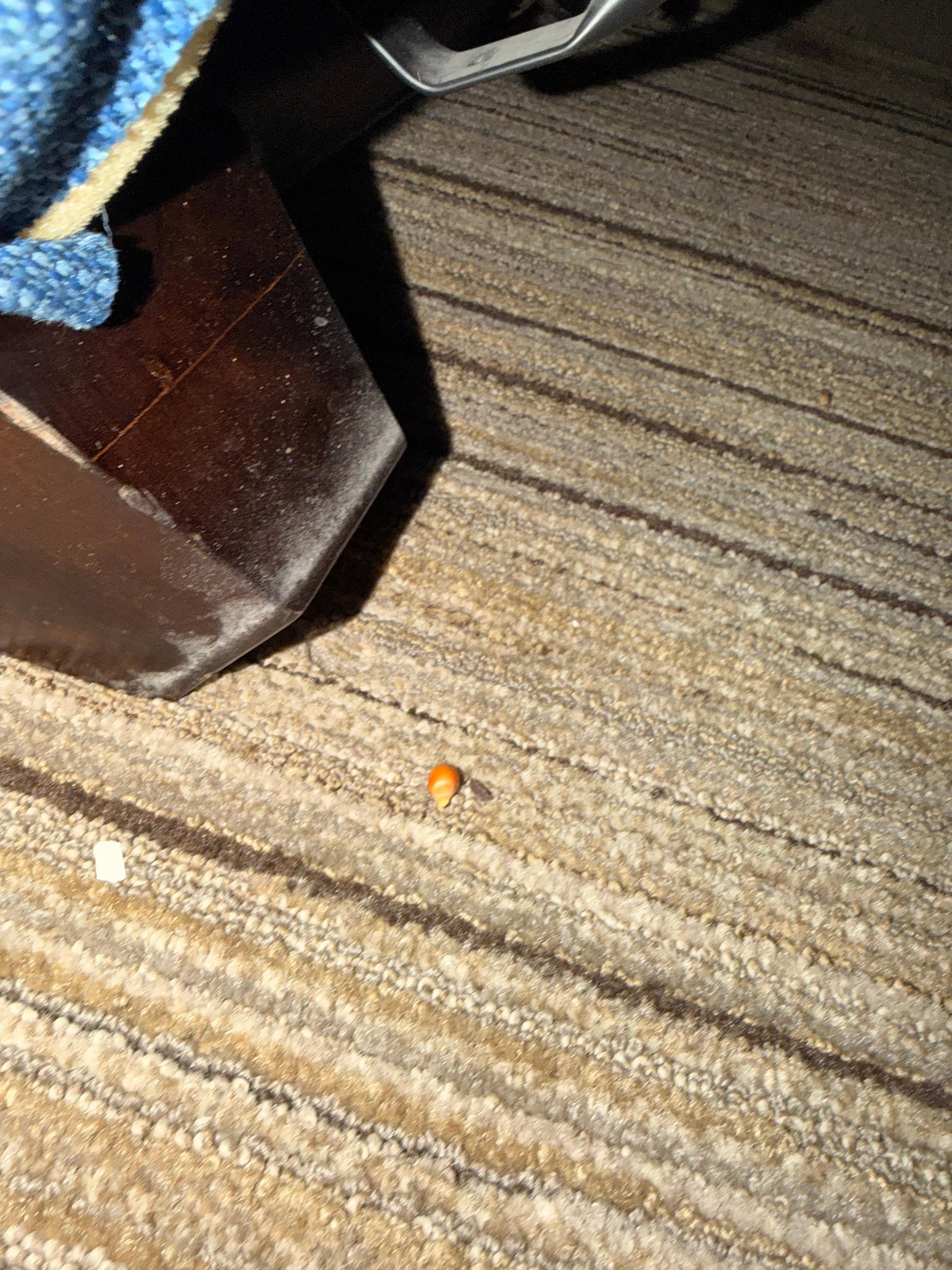 Popcorn kernels.  Not sure the vacuum was used.