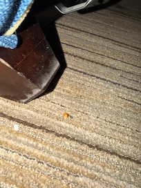 Popcorn kernels. Not sure the vacuum was used.