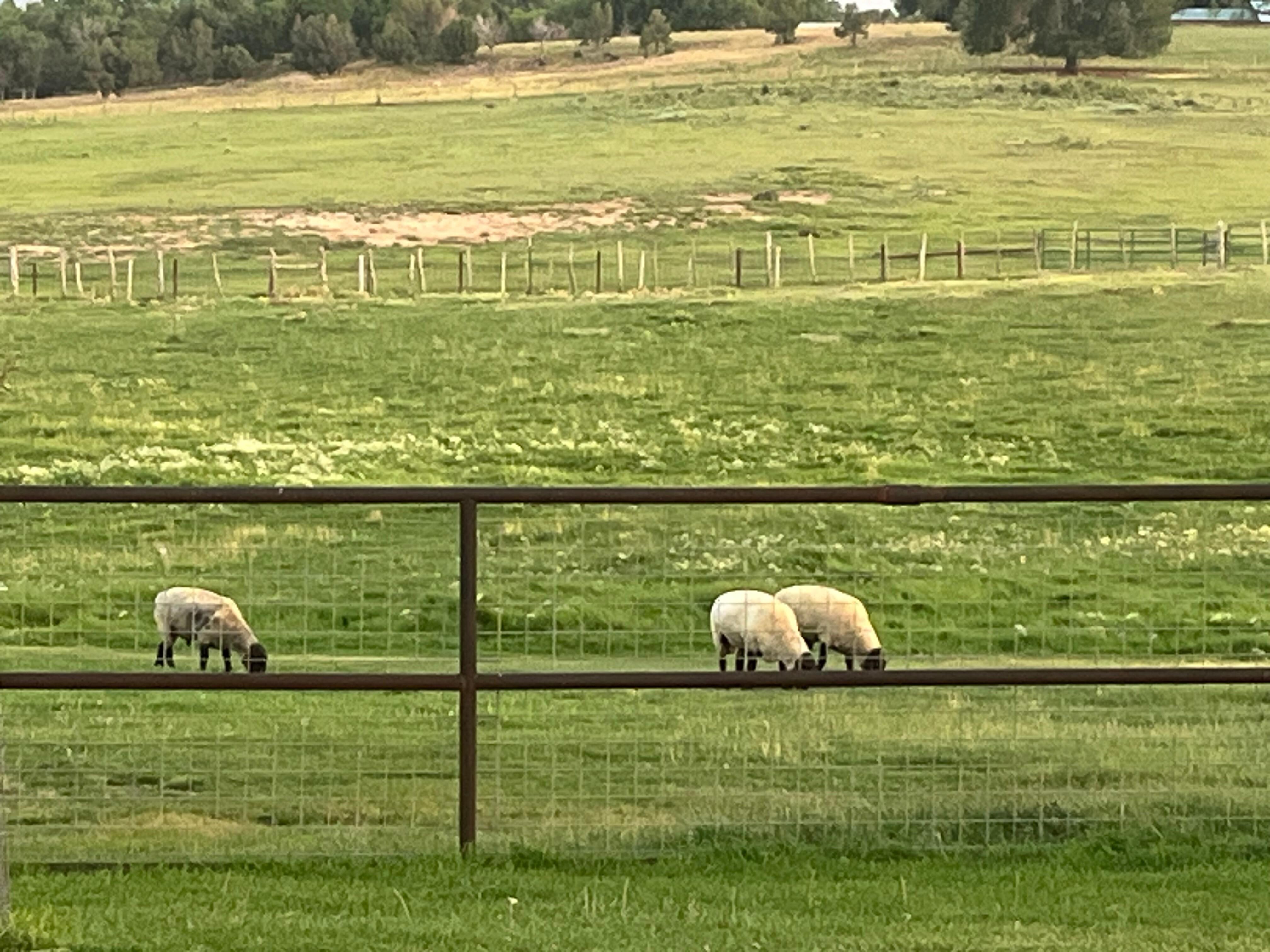 The sheep grazing