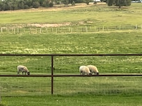 The sheep grazing