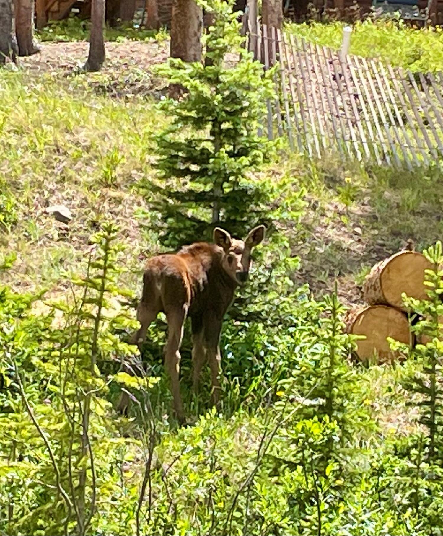 Her calf