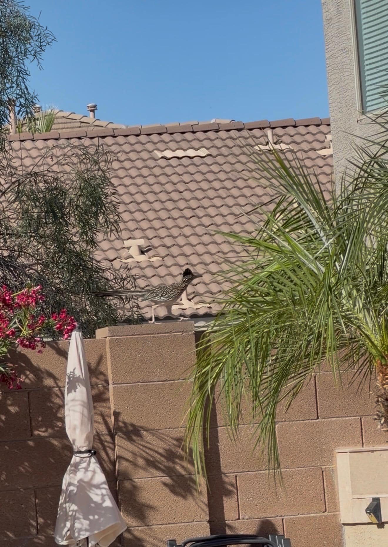 Friendly little roadrunner.  Never bothered us just a friendly visitor 