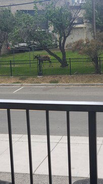 Elk cow across the street