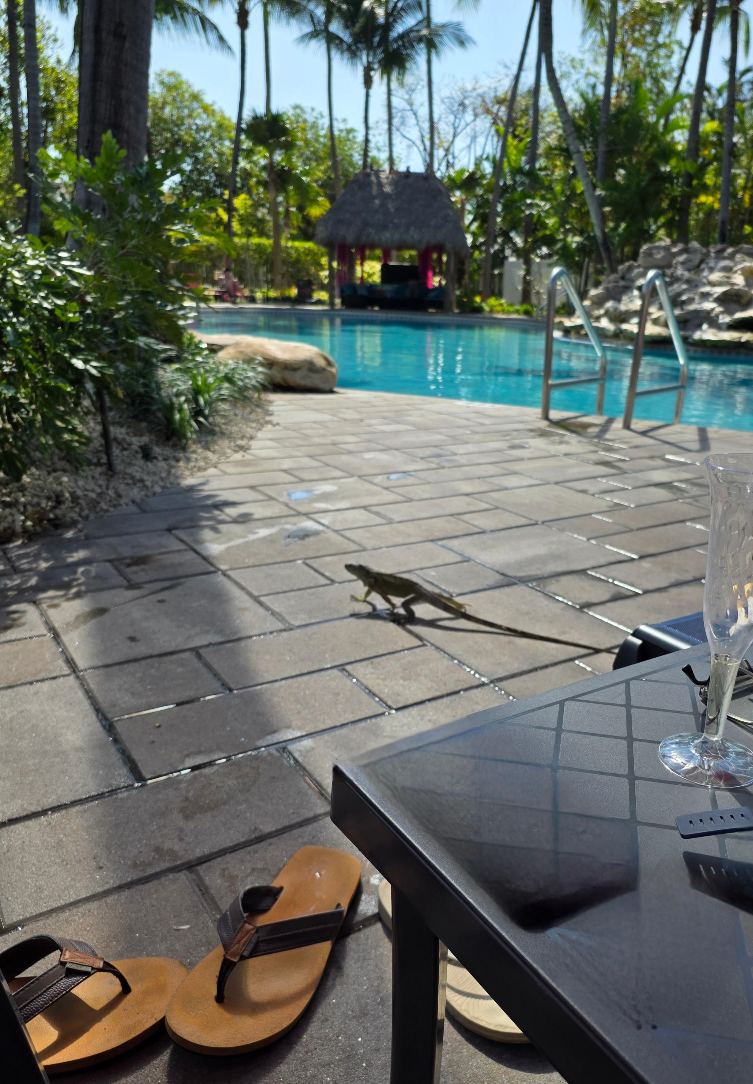 Hope you don't mind iguanas!