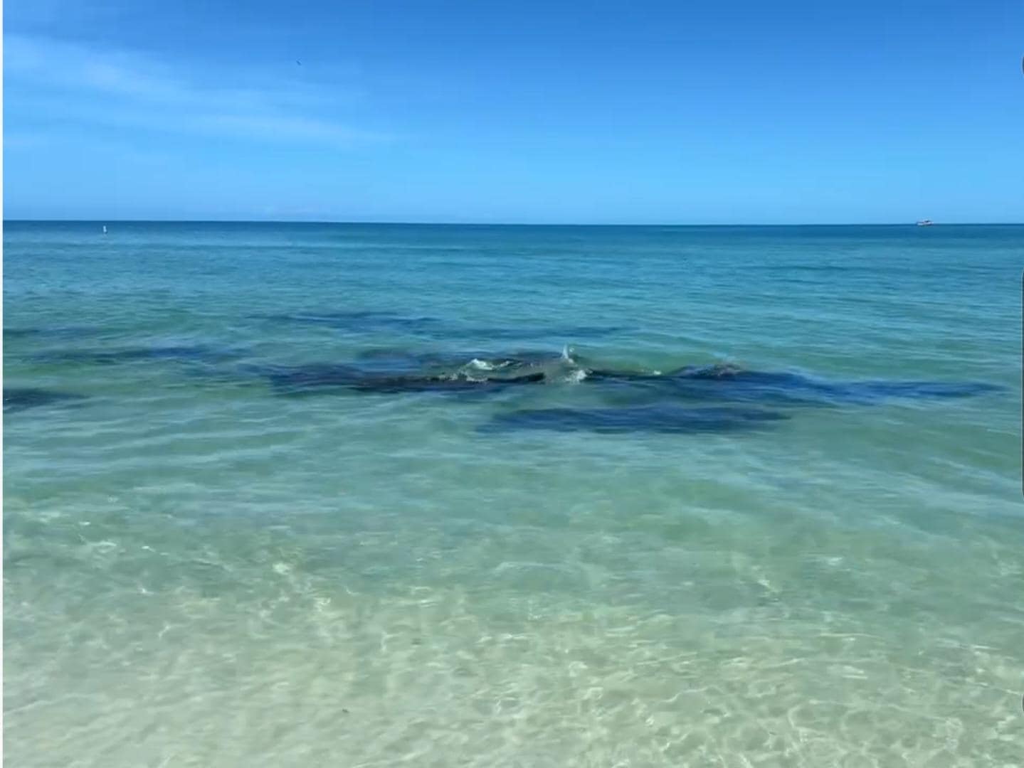 A group of 14 manatees swimming in front of the condo.
