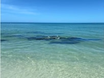 A group of 14 manatees swimming in front of the condo.