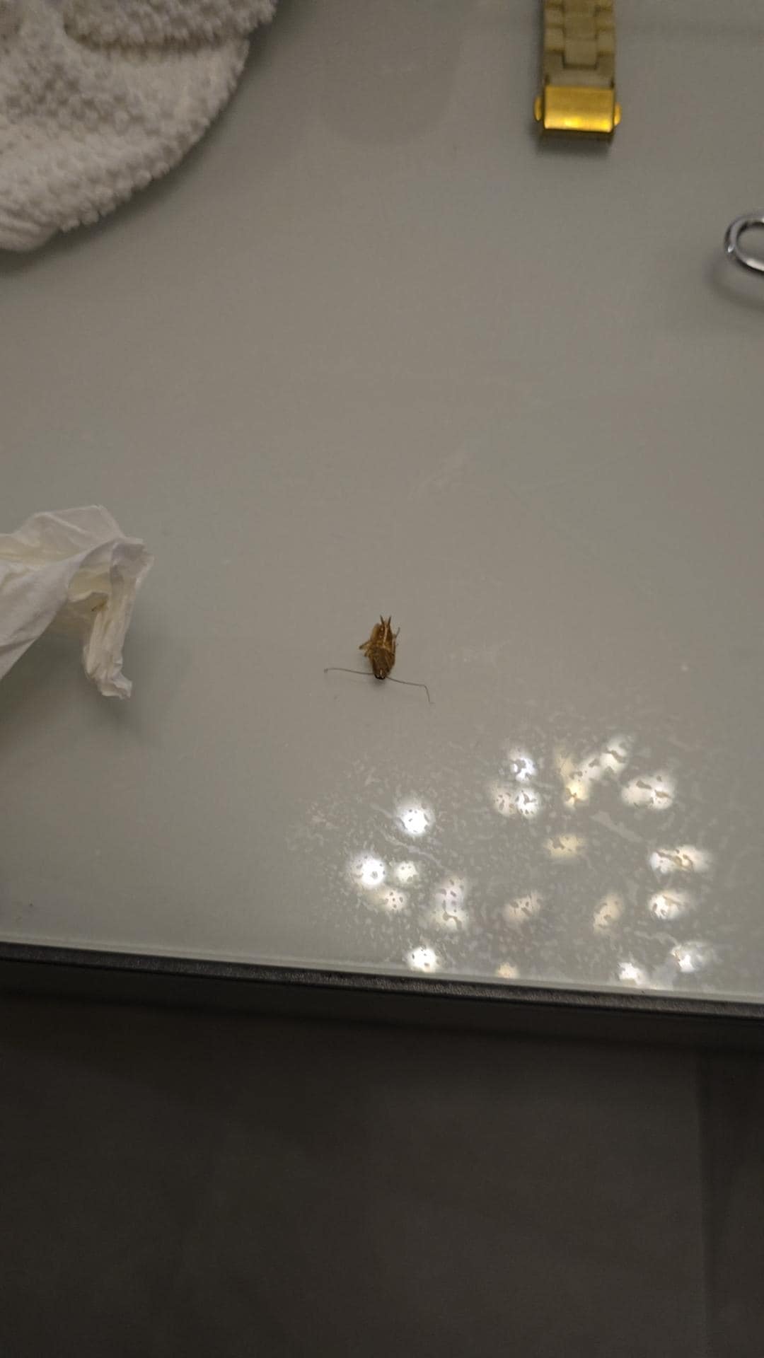 Cockroach run every where