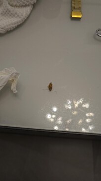 Cockroach run every where