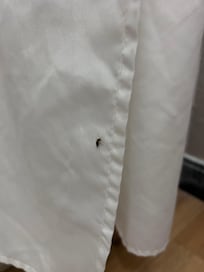 Cock roach on the shower curtain